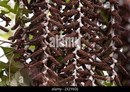 flowers of the buriti palm tree with selective focus Stock Photo