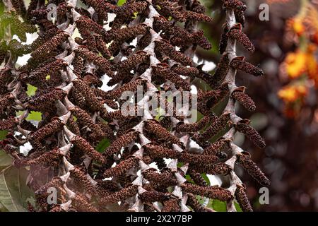 flowers of the buriti palm tree with selective focus Stock Photo