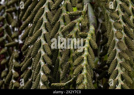 flowers of the buriti palm tree with selective focus Stock Photo