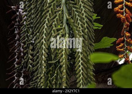 flowers of the buriti palm tree with selective focus Stock Photo