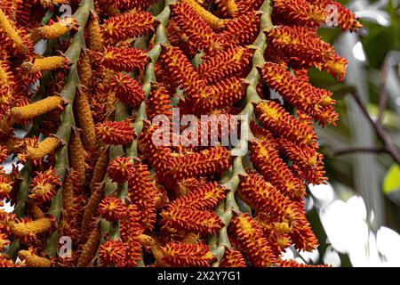 flowers of the buriti palm tree with selective focus Stock Photo