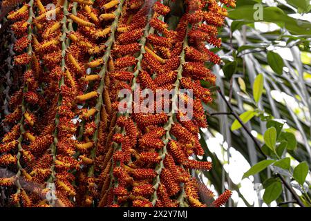 flowers of the buriti palm tree with selective focus Stock Photo