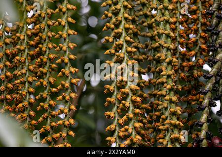 flowers of the buriti palm tree with selective focus Stock Photo