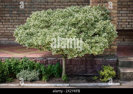 Fortune Euonymus silver queen on a trunk. Euonymus fortunei winter creeper or spindle tree. Stock Photo