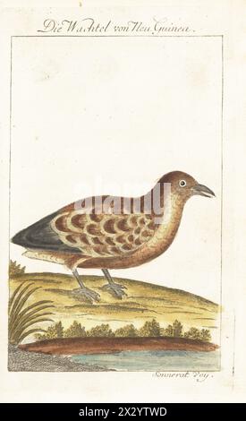 Dusky megapode, dusky scrubfowl or common megapode, Megapodius freycinet. Die Wachtel von Neu Guinea, Die Neu-Guineische Wachtel, la Caille de Nouvelle Guinee, Megapodius freycineti. Handcoloured copperplate engraving after an illustration by Pierre Sonnerat from Bernhard Christian Otto’s edition of Comte de Buffon’s Naturgeschichte der Vogel, Natural History of Birds, Ben Joachim Pauli, Berlin, 1777. Stock Photo