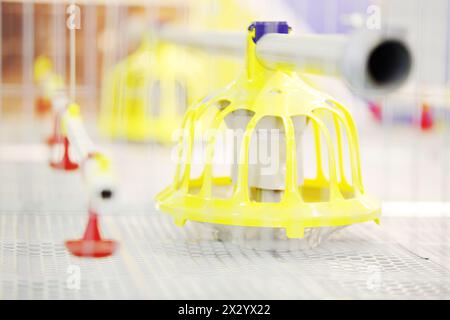 Demonstration of plastic chicken feeders in industrial incubator. Shallow depth of field. Stock Photo