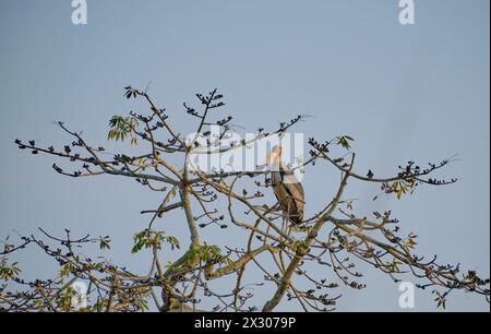 Greater Adjutant stork on a tree Stock Photo