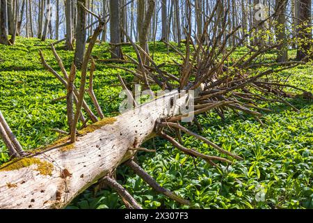 Fallen tree log in a forest with green ramsons leaves at spring Stock Photo