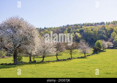 Blossoming cherry trees by a hill on a beautiful spring day Stock Photo