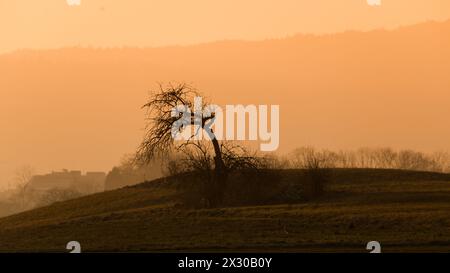 Oberglatt, Schweiz - 25. Januar 2022: Die untergehende Sonne und der dunstige Horizont lassen einen abgestorbenen Baum in speziellem Licht erscheinen. Stock Photo