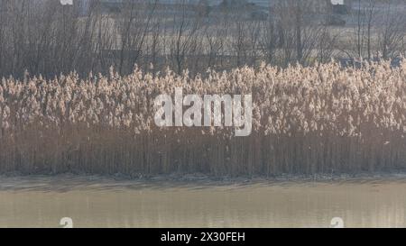 Hüntwangen, Schweiz - 25. Januar 2022: Schilf bei einem künstlich angelegten Baggersee bei einem Kieswerk. Stock Photo