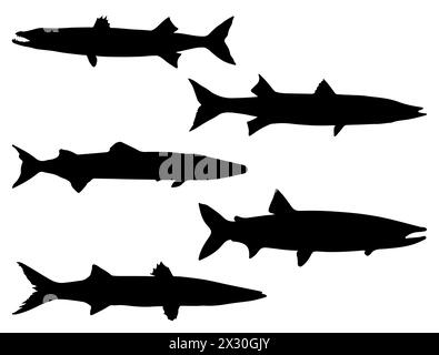 Barracuda fish silhouette vector art Stock Vector