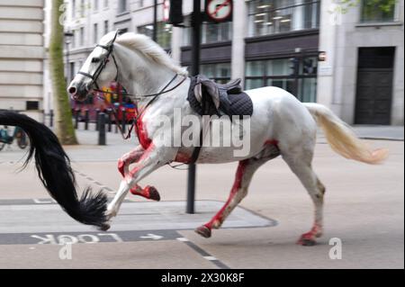Household Cavalry horses Vida (grey) and Trojan (Black) on the loose bolt through the streets of London near Aldwych. Picture date: Wednesday April 24, 2024. Stock Photo
