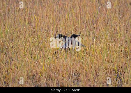 Two Carrion crows foraging in a field, treated with glyphosate Stock Photo