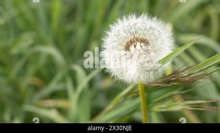 Közeli pitypang makro háttér fotó Stock Photo