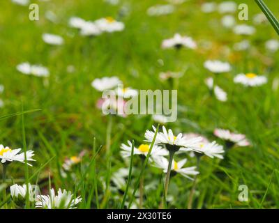Beautiful daisies in the lawn, beauty of nature, wild flowers close up  RECORD DATE NOT STATED Stock Photo