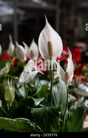 Closeup of the flowering petal and stem of a white sails or peace lily, Spathiphyllum wallisii, a popular houseplant, growing in an indoor nursery. Stock Photo