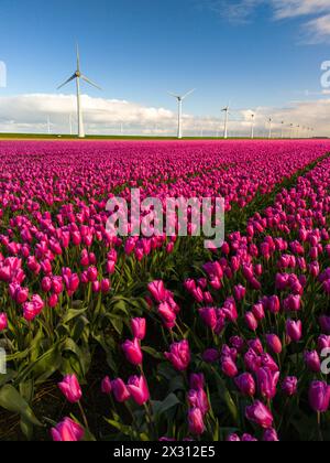 A breathtaking field of pink tulips dances in the wind, while majestic windmill turbines stand tall in the background, painting a picture of serene beauty in the Noordoostpolder Netherlands Stock Photo