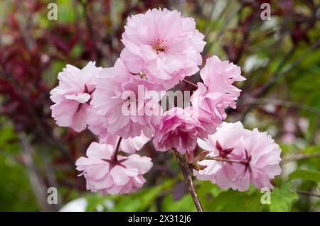 Prunus 'Royal Burgundy' Stock Photo
