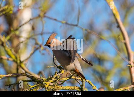 Bohemian waxwing (Bombycilla garrulus) landing in tree. Milton Keynes England UK. February 2024 Stock Photo