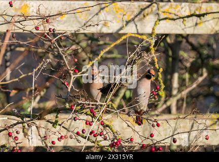 A pair of Bohemian waxwing (Bombycilla garrulus) perched in Hawthorn tree. Milton Keynes England UK. February 2024 Stock Photo