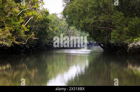 The beautiful scenery of world largest mangrove forest sundarbans.this photo was taken from Sundarbans National Park,Bangladesh. Stock Photo