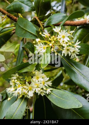 White spring flowers in clusters of the half-hardy evergreen tree, Drimys winteri, winter's bark Stock Photo