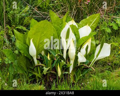 White spring spathes and green spadices of the large leaved hardy marsh plant, Lysichiton camtschatcensis, asian skunk cabbage Stock Photo