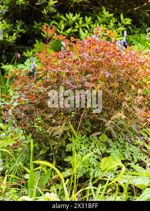 Red spring foliage of the hardy, clump forming perennial sweet spurge, Euphorbia dulcis .Chameleon' Stock Photo