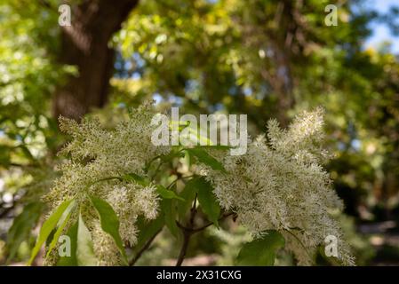 White flowers background. The manna ash or South European flowering ash Stock Photo