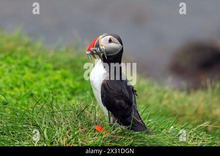 geography / travel, Iceland, Austurland eystra, Bakkagerdi, Atlantic Puffin (Fratercula arctica), ADDITIONAL-RIGHTS-CLEARANCE-INFO-NOT-AVAILABLE Stock Photo