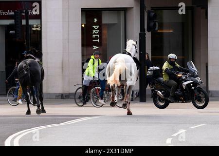 Household Cavalry horses Vida (grey) and Trojan (Black, not pictured) on the loose bolt through the streets of London near Aldwych. Picture date: Wednesday April 24, 2024. Stock Photo