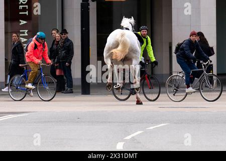 Household Cavalry horses Vida (grey) and Trojan (Black, not pictured) on the loose bolt through the streets of London near Aldwych. Picture date: Wednesday April 24, 2024. Stock Photo