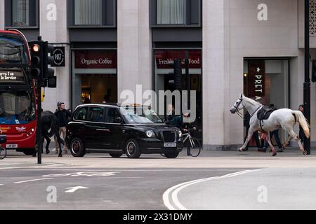 Household Cavalry horses Vida (grey) and Trojan (Black, not pictured) on the loose bolt through the streets of London near Aldwych. Picture date: Wednesday April 24, 2024. Stock Photo