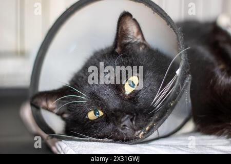 A black Felidae, a carnivorous animal, with a plastic cone around its head covering its nose, whiskers, ears, and snout. Small to mediumsized cat with Stock Photo