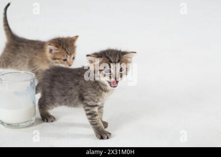 Two kittens, one of which mews next to the glass cup with milk Stock Photo