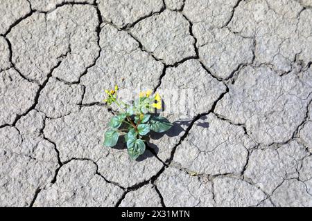 geography / travel, USA, Utah, Caineville, flower on dried out soil, ADDITIONAL-RIGHTS-CLEARANCE-INFO-NOT-AVAILABLE Stock Photo