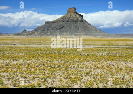 geography / travel, USA, Utah, Caineville, wildflowers at the Factory Butte, ADDITIONAL-RIGHTS-CLEARANCE-INFO-NOT-AVAILABLE Stock Photo