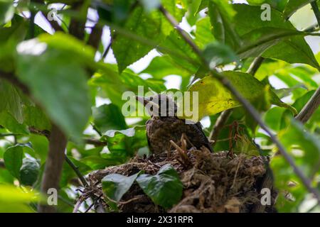 Turdus merula - common blackbird breeds Turdidae. Juvenile blackbird birds and blackbirds nest. Omnivorous. Baby blackbirds on the nest. Stock Photo
