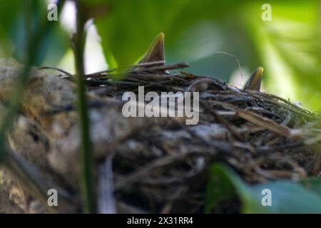Turdus merula - common blackbird breeds Turdidae. Juvenile blackbird birds and blackbirds nest. Omnivorous. Baby blackbirds  hiding  inside the nest. Stock Photo