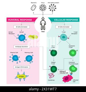 Cells of the immune system, vector illustration. Labeled educational division scheme. Humoral and cellular response chart. Stock Vector