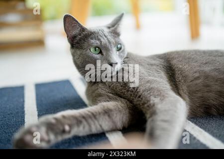 Young playful Russian Blue cat relaxing by the window. Gorgeous blue-gray cat with green eyes. Family pet at home. Stock Photo