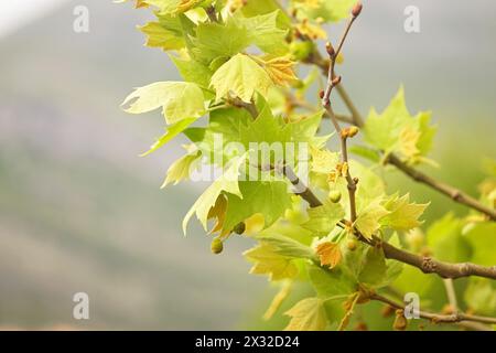 Platanus in spring: tree branch with young leaves close-up. Stock Photo