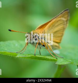 A small brown skipper butterfly rests on a green leaf in the garden Stock Photo