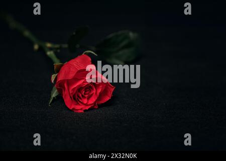 close-up of a single red rose on black background Stock Photo