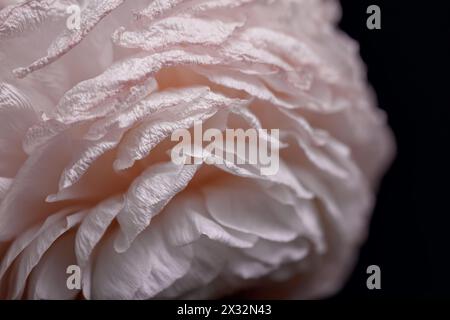 close-up of a single pink rose on black background Stock Photo