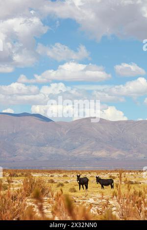 Donkeys on the shore of the Laguna de Guayatayoc salt flat, Rinconadilla, Puna of Jujuy & Salta, Argentine Northwest. Stock Photo