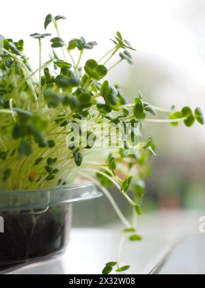 Homegrown microgreens close up growing in a kitchen as a healthy fresh superfood garnish for salads and other recipes Stock Photo