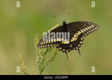 Male Eastern Black Swallowtail butterfly resting on a Curly dock; with green background Stock Photo
