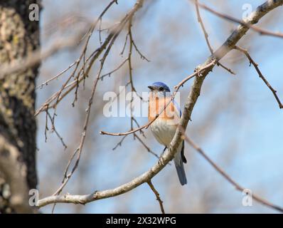 Male Eastern Bluebird perched in an oak tree in spring sun Stock Photo